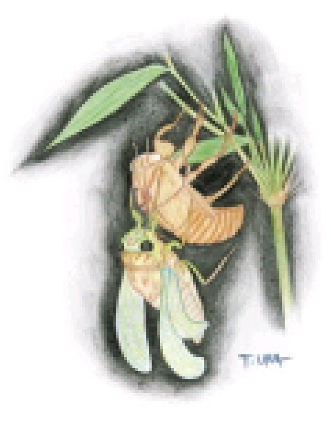 machi_120_160.jpg